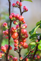 Beautiful flowers of the japanese quince plant in blossom.