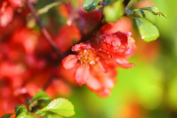 Beautiful flowers of the japanese quince plant in blossom.