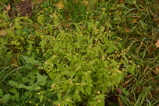 Guasca flowers (Galinsoga parviflora), a wide distributed invasive species.