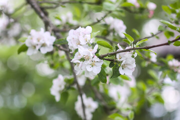 Apple tree white beautiful flowers on a branch in spring garden