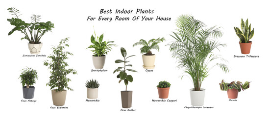 Set of best house plants on white background. Banner design