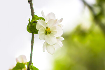 Apple tree white beautiful flowers on a branch in spring garden