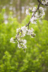 Apple tree white beautiful flowers on a branch in spring garden