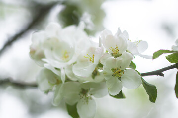 Fototapeta premium Apple tree white beautiful flowers on a branch in spring garden