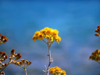 Yellow flower of a Mediterranean shrub on a blue background. Wild Mediterranean plants that grow along the coast
