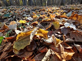 Autumn leaves on the ground