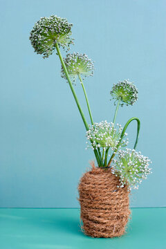 Allium flowers blooming in DIY vase wrapped in rope
