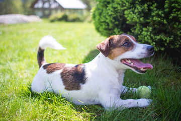 jack russell terrier