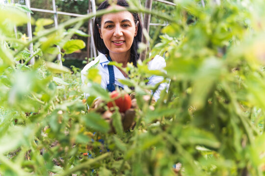 Smiling woman harvesting fresh organic tomatoes from vegetable garden