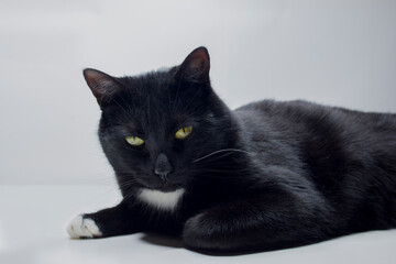 Black and white cat with a serious look on a white and gray background