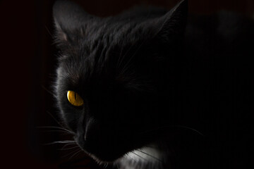 Portrait of a black and white cat with yellow-green eyes on a black background