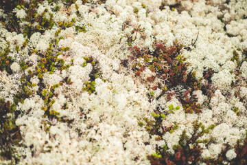 flowers in the moss