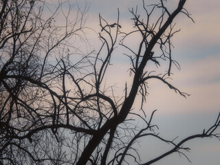 Hawk in flight: Red-tailed hawk bird of prey raptor silhouetted as it is in flight as seen through bare trees on a late autumn day with a blue cloudy sky in the background