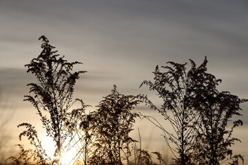 Solidago sp
dramatic 
