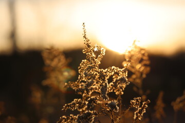 sunset in the field close up of plant glowing in sun

Solidago sp