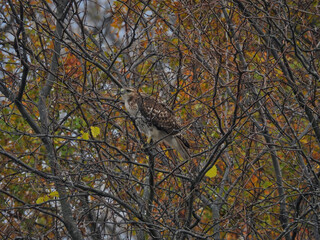 Hawk in a tree: Red-tailed hawk bird of prey raptor is perched in a tree with a few autumn colored leaves but otherwise mostly bare on a late fall day in scenic wildlife view