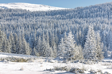 A landscape of a winter forest with Christmas trees in a sunny day