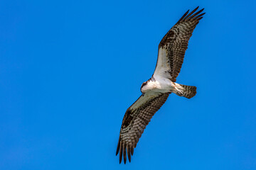 Ospray flies with wide open wings against blue sky