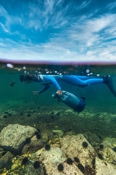 Woman in diving suit collecting sea urchin while diving undersea