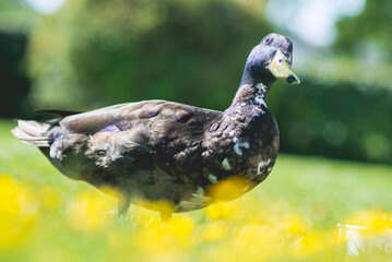 Duck on green lawn