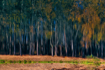 Forest trees reflecting on surface of shiny lake
