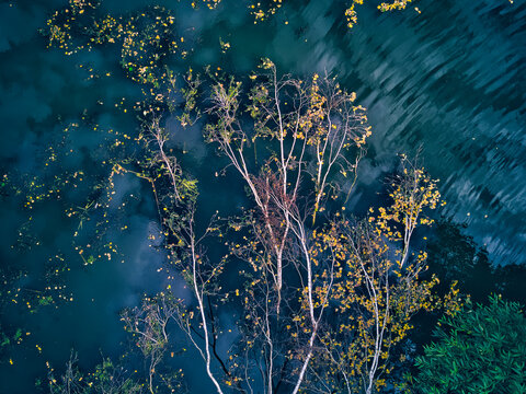Fallen trees floating on lake after storm seen from above