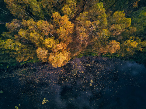 High angle view of tree and Bethany pond