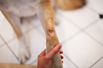 A St. Bernard Husky cross has a painful hot spot on their front paw, and has licked it until it's...