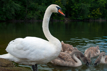 pair of swans with little swans