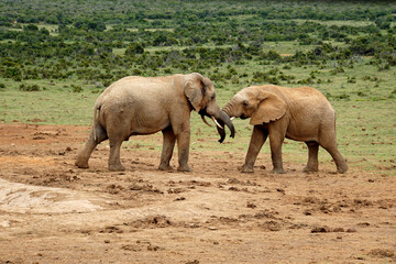 Fototapeta premium african elephant in the wild