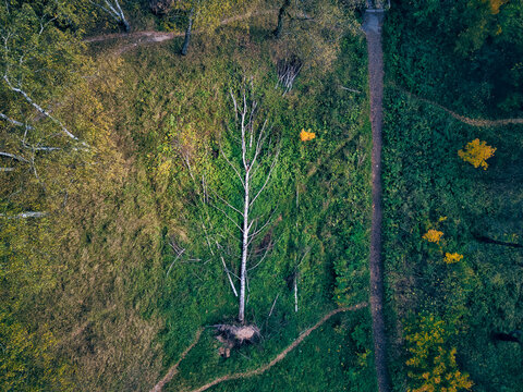 Drone view of fallen tree in green forest