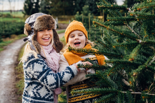 Brother and sister choosing fir tree on a Christmas tree farm