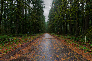 Obraz premium path in the woods