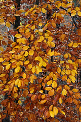 colori d'autunno: un ramo di faggio