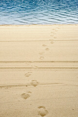 Footprints on groomed beach leading from water.
