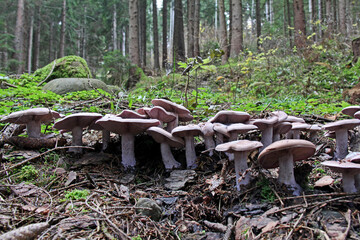 ricca fioritura di funghi ai piedi degli abeti