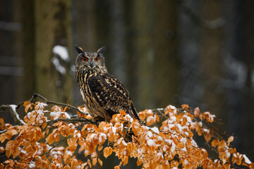 Owl in winter forest. Eurasian eagle owl, Bubo bubo, perched on beech branch during snowfall. Beautiful owl with big orange eyes. Wildlife photo from colorful autumn forest. First snow in wild nature.