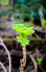 Detail of sprouting jagged spiny green plant.