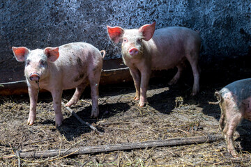 Dirty piglets grazing on a pig farm. Natural organic pig breeding. Farming. Stockbreeding.