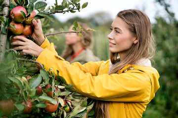 Smiling woman harvesting apples from tree