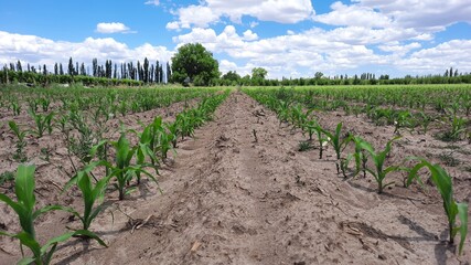 Fototapeta na wymiar Plantación de maíz