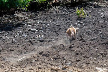 Dirty piglet grazing on a pig farm. Natural organic pig breeding. Farming. Stockbreeding.