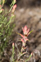 Red green spike inflorescences of Narrow Leaf Paintbrush, Castilleja Linariifolia, Orobanchaceae, native facultative root hemiparasitic perennial, San Bernardino Mountains, Transverse Ranges, Summer.