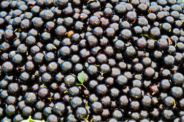 Brazilian grapetree fruits (Plinia cauliflora) on marketplace