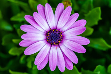 Obraz premium pink closeup