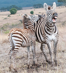 Fototapeta premium zebra in the wild