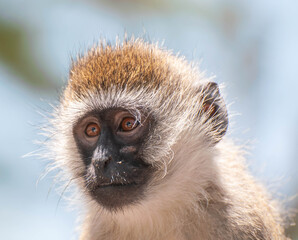 close up of a black faced spider Monkey