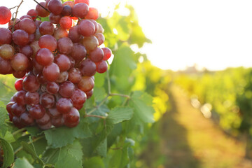 Delicious ripe grapes in vineyard. Harvest season