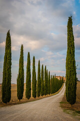 Typical Tuscan cypress alley and an old farm house, Italy