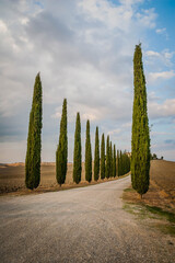 Typical Tuscan cypress alley and an old farm house, Italy